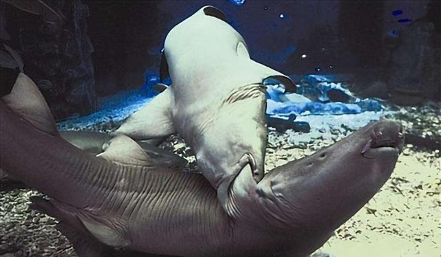 鲨鱼的繁殖方式，雌雄鲨鱼间的“家暴”行为有多恐怖