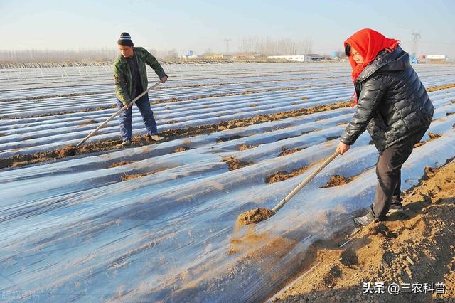 满天星是十大切花之一，满天星适合在室内养护吗(满天星好养活吗)