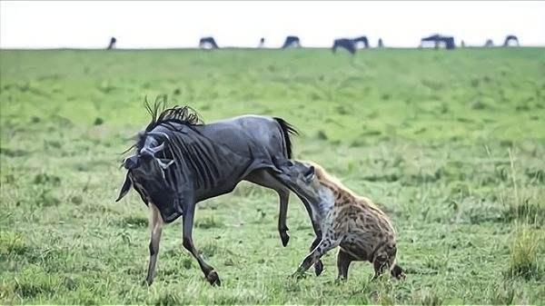 斑鬣狗vs藏獒:斑鬣狗为什么喜欢掏肛？动物被掏肛时为什么原地不动？