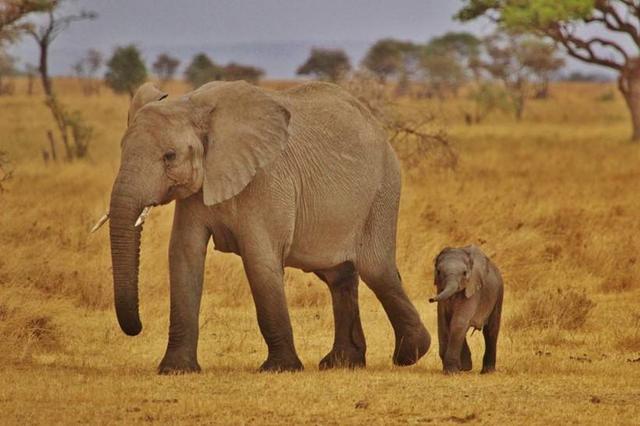 大象怀孕几个月会生:大象的产肉量是猪的10倍，为什么我们不养大象来吃？