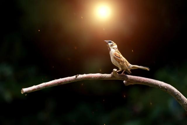 东北伯劳鸟叫声:为什么大清早小鸟就开始一直叫个不停，它们不累吗？
