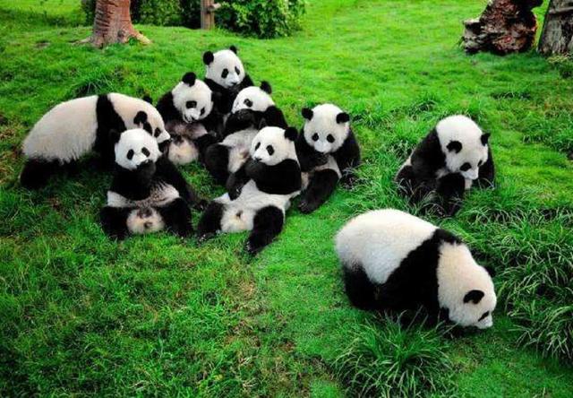 动物园为什么不让熊猫吃肉，有人说熊猫智商低跑的慢，为何狮虎不敢吃