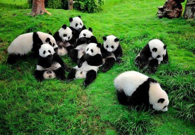 康熙宠物诊疗室:红楼梦里红玉为什么不能上位？为什么芳官却可以？
