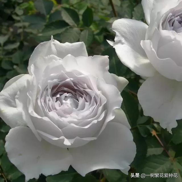 最香的几款月季品种是什么？插图129