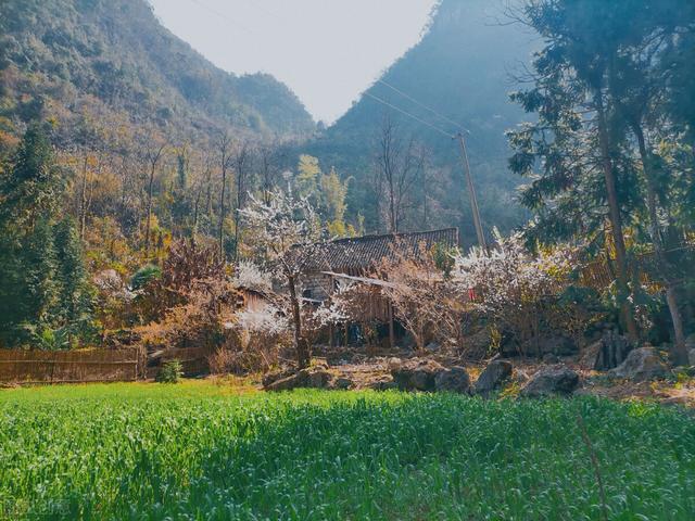 2019年11月13日关于蛇的新闻:山里老人进深山时，为什么要带上盐巴和石灰粉？