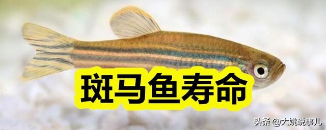 鱼的寿命有多久？有没有人见过鱼老死？插图138