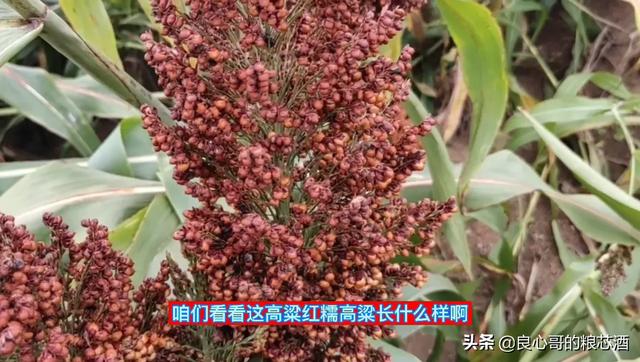 第六届中国藏獒展览会评比结果:藏獒展览会 茅台酒这么受人追捧，究竟是什么原因？