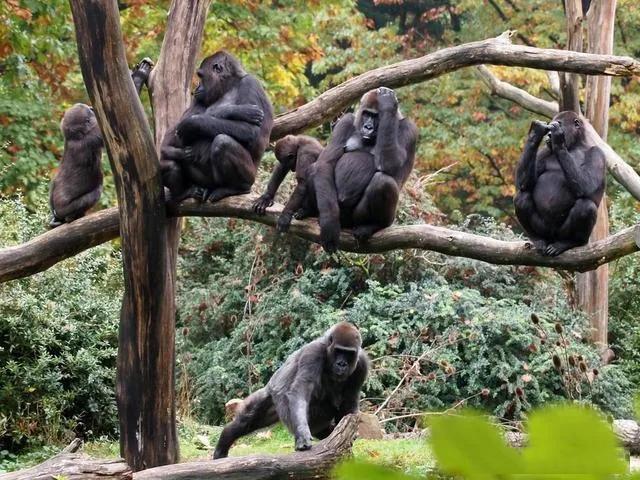 山地大猩猩 保护机构:大猩猩,黑猩猩,长臂猿,猩猩今天分布在地球的哪些地方？