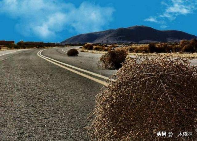 热沃当怪兽为什么专门攻击人类:风滚草入侵全球，在美国堵路淹没房屋，为什么在我国活不过成年？