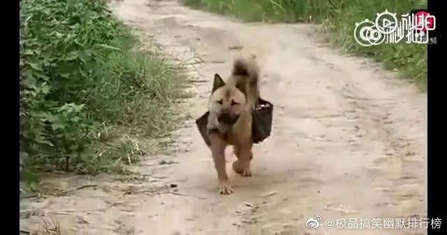 在农村，如何挑选一只好的土狗养？插图4