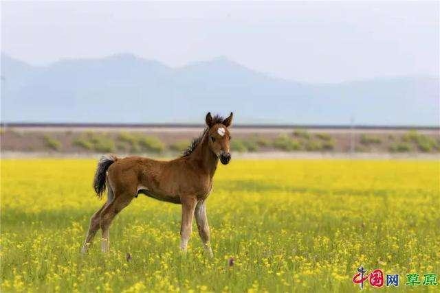 今天发财方位是哪方属马,生肖马靠什么发家致富 ？