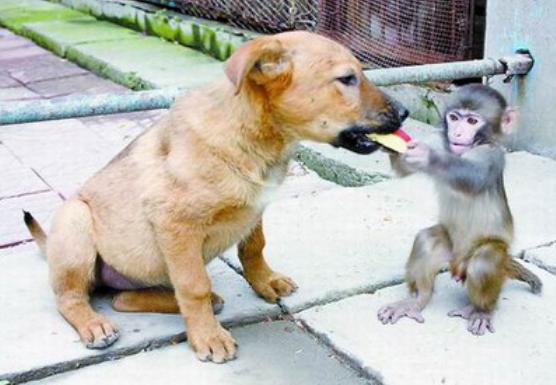有人拍到了孙悟空的狗会，如果猴子和狗争地盘打群架，双方数量差不多的情况下哪一方会赢