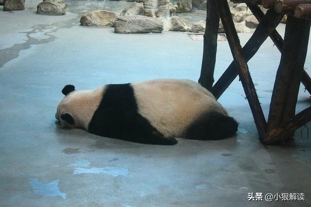 最耐寒的动物:猪睡在冰冷的地上为何不怕冷？