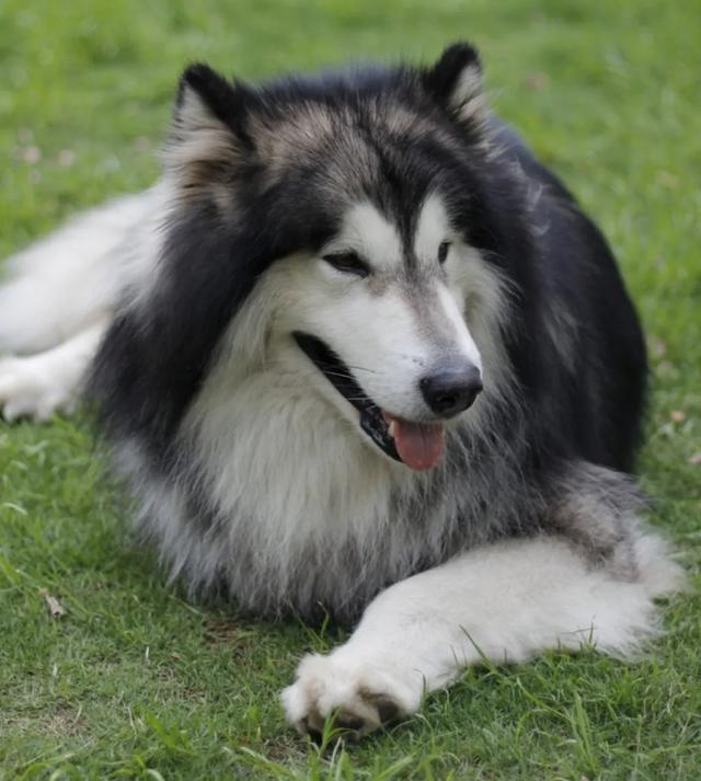 狗的命门在哪里？被大型犬追咬时，怎样做才是正确的自救方法？插图37