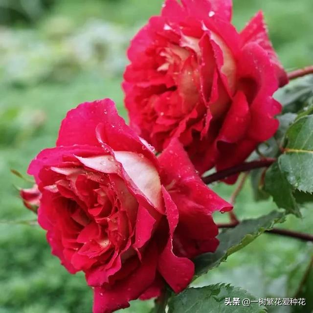 最香的几款月季品种是什么？插图109