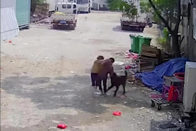 如何训练狗中枪倒地:狗有哪些弱点？若被流浪狗攻击，该如何脱险？