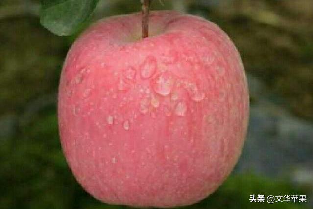 中国哪个地方产的苹果最好吃？果贩的回答最客观！