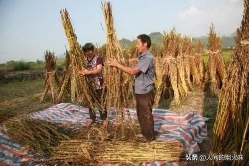 为什么有人去农村回收芝麻杆,这个回收之后有什么用？能赚到钱吗？