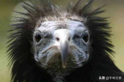 美国鸟类 影评:秃鹰那么大的猛禽，也能无性繁殖，但为什么后代全是雄性？ 美国鸟类电影