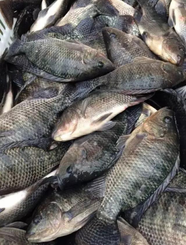 罗非鱼在沿海地区泛滥成灾 为什么内地无法大规模进行养殖