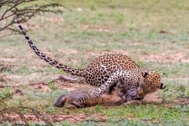 老虎埋自己的便便吗？插图3