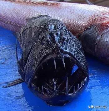 皱鳃鲨海里游泳:大海里到底存在着多少不为人知的恐怖生物？