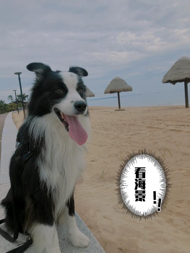 边境犬智商:你对边境牧羊犬的智商怎么评价？