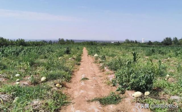 高速上动物灵异事件:你如何看待司机为避让闯入高速公路的动物而车毁人亡？
