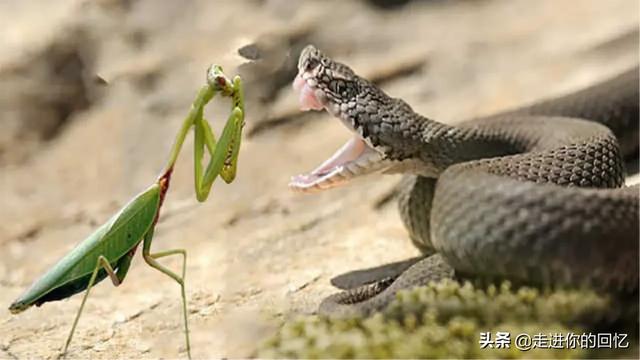 昆仑山市灵异事件:昆仑山螳螂人事件是怎么一回事？螳螂跟人类一样大，会发生什么？