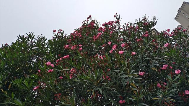 粉红色杜鹃花是否有毒:女孩含一下就中毒，夹竹桃有多厉害，身边还有哪些有毒的花？