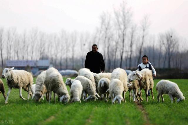 在农村放羊赚钱吗？