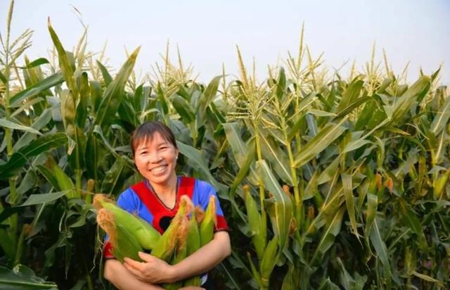 丽纹龙蜥繁殖:能让花费4.8亿元的公路暂停施工，粉红椋鸟凭什么？