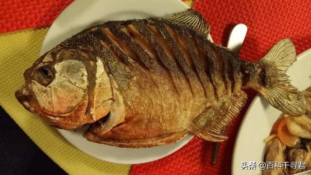 食人鱼怎样保护小食人鱼:媒体报道，巴拉圭食人鱼袭击导致4人死亡数十人受伤，怎么回事？