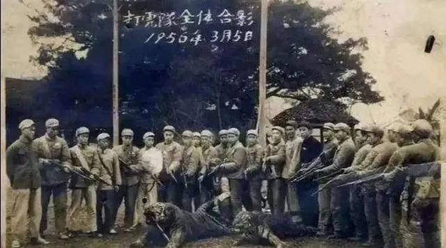 东北虎的资料卡片:为何中国东北虎会变得这么少？