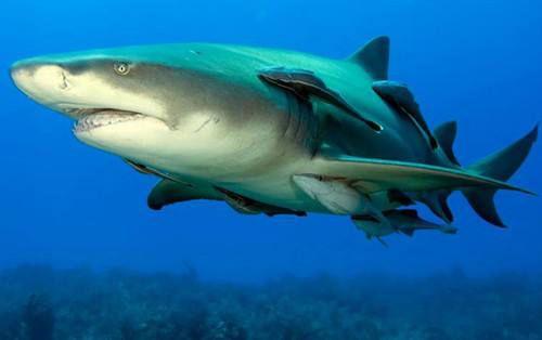 鲨鱼为什么是单性繁殖，为什么几乎所有生物都有雌雄之分分雌雄有什么生存优势吗