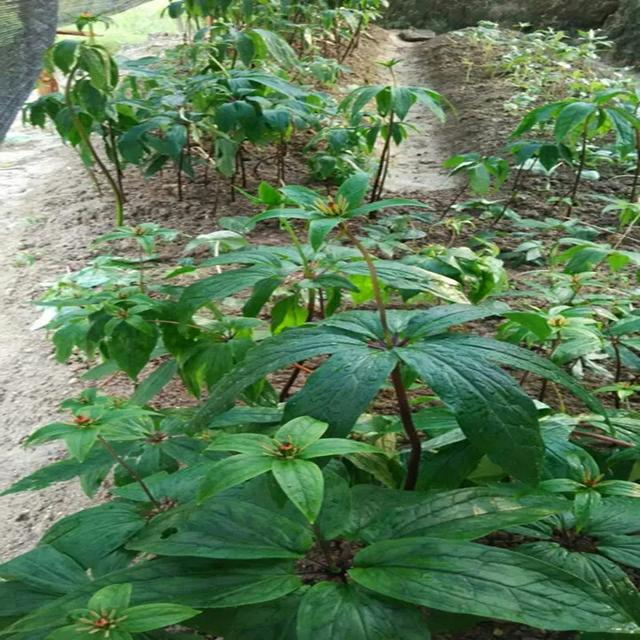 頭條問答 - 原來山上有種草藥叫七葉一枝花,學名重樓,它的功能和用途