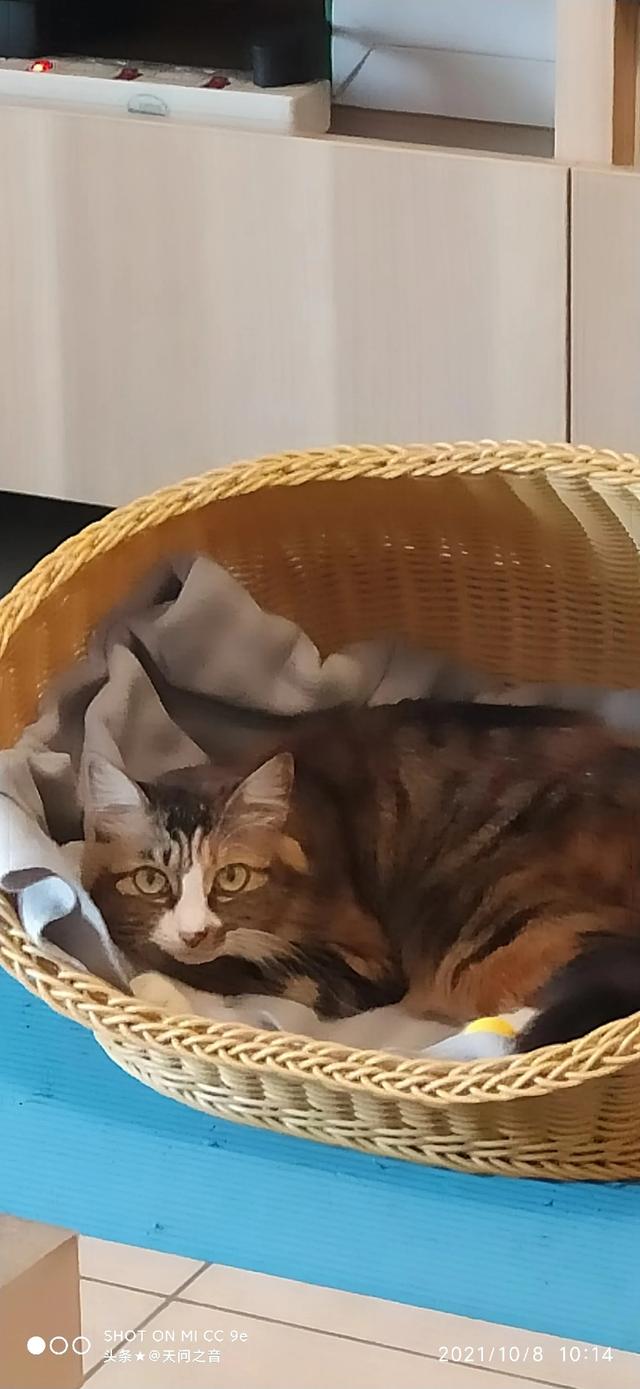 现在的家养猫一辈子不出门对他们来说真的好吗？插图39