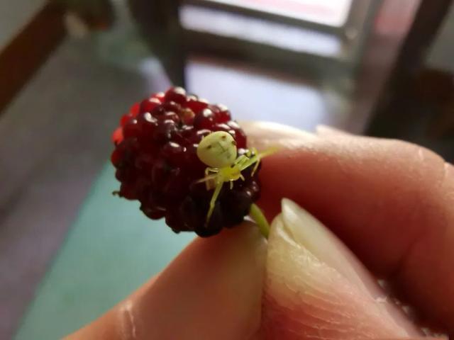 人面蜘蛛黑膁蚸:诡异！潮汕网友采桑发现“人面蜘蛛”，神似人脸！你见过吗？