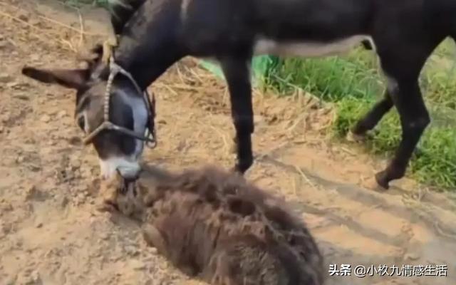 非洲野狗:非洲流浪狮子为什么会组成狮群？