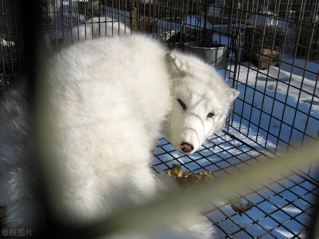 盲目要二胎的后果有多严重？插图1