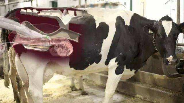 人类屠宰场，突然很好奇，奶牛为什么不怀孕却可以一直产奶呢