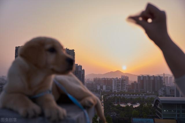 对狗耳朵说话的表情包:人在讲话的时候，狗的脑袋扭来扭去是以内听懂了还是出于好奇？