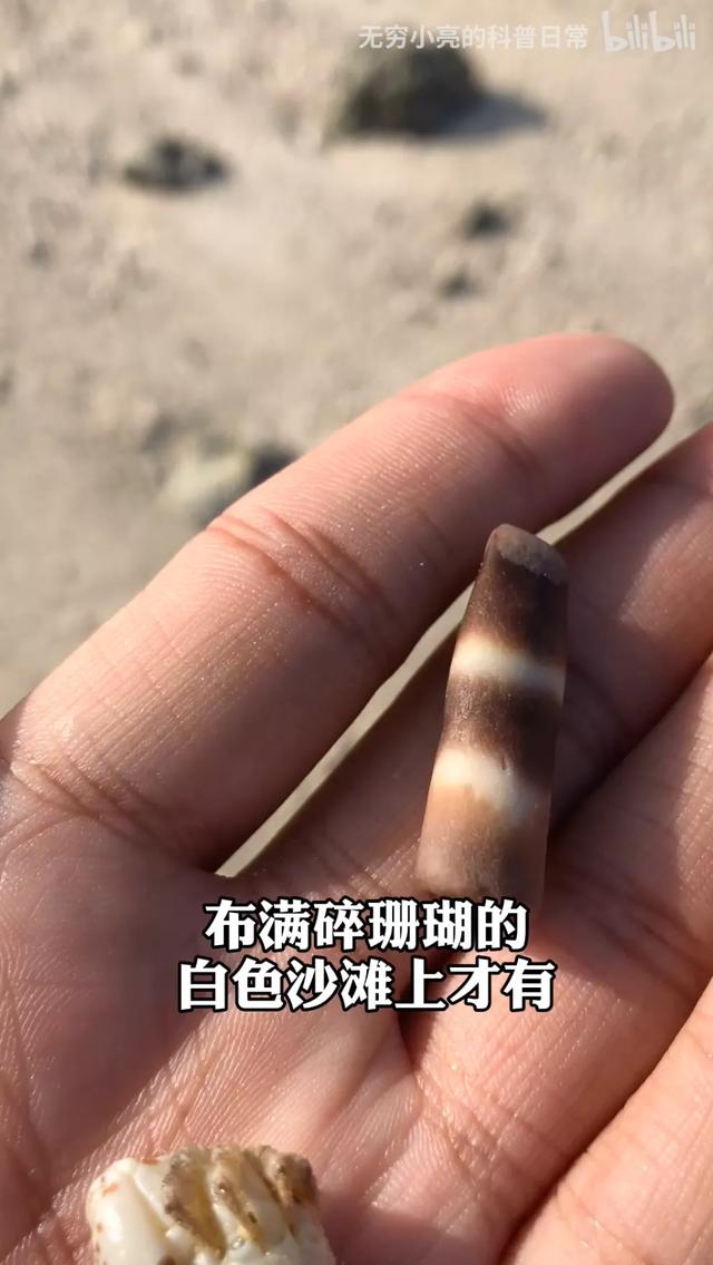 诺里奇梗百科图片:“博物君”无穷小亮为什么那么钟爱解说水猴子？ 诺里奇梗