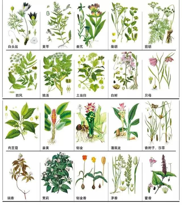 本草纲目药名图片大全图片