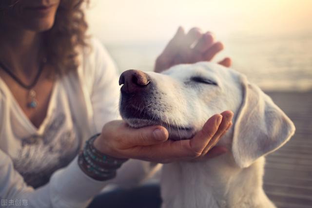 对狗耳朵说话的表情包:人在讲话的时候，狗的脑袋扭来扭去是以内听懂了还是出于好奇？