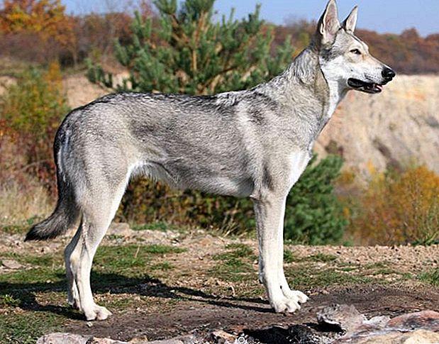 头条问答 - 世界上最优秀的四大狼犬是什么狗?有何依据?(8个回答)