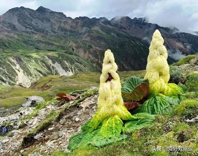 今年喜马拉雅山帝王花图片:喜马拉雅山400年一见的帝王花 有一种兰花叫“鬼兰”，一朵花能换一套房子，是真的吗？