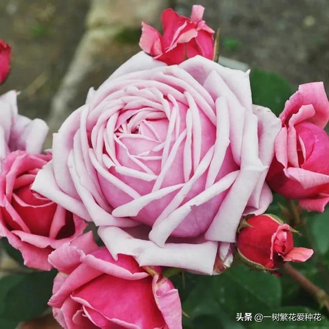 最香的几款月季品种是什么？插图105