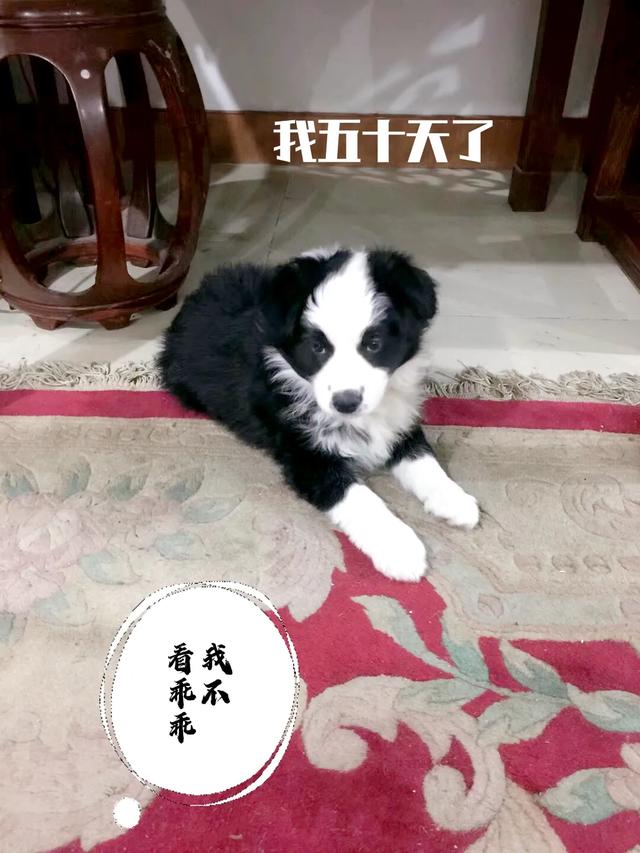 陨石边境牧羊犬智商:养一条世界公认智商最高的边境牧羊犬是一种怎样的体验？ 边境牧羊犬的智商