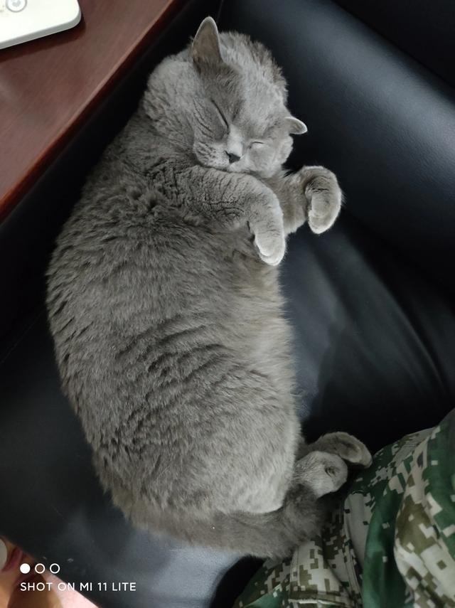 俄罗斯蓝猫胖了:领养了一只蓝猫，一直胖不起来。求解？